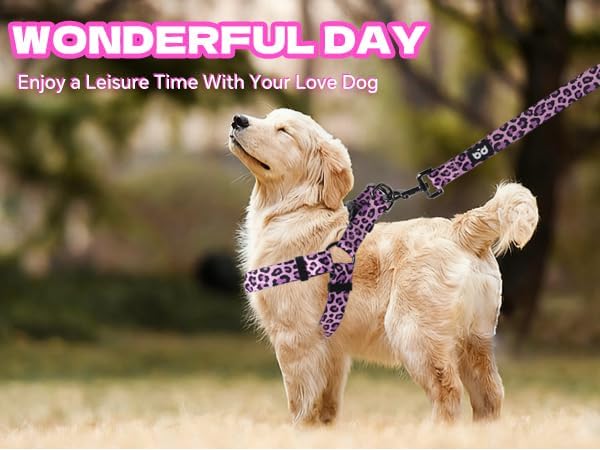 QQPETS Dog Harness Leash Set Adjustable Heavy Duty No Pull Halter Harnesses for Small Medium Large Breed Dogs Back Clip Anti-Twist Perfect for Walking