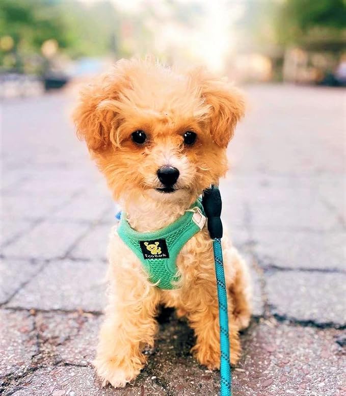 EcoBark Step in Dog Harness - Eco-Friendly Teacup Dog Harnesses for XXS, XS, and Small Dogs - Reflective and Adjustable Mini Body Halter Vest -Tiny Soft Mesh Toy Breed Harness Under 5 lbs (XXXS, Mint)