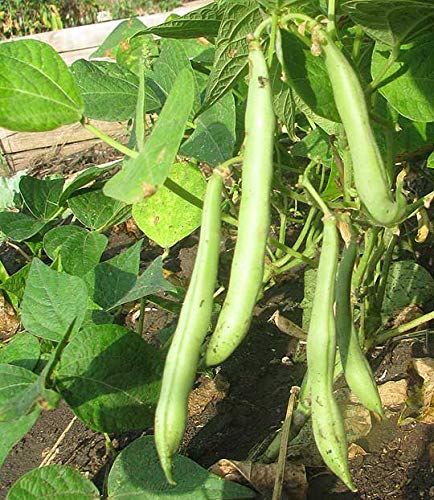 Primal Harvest Organic Navy Beans Raw non GMO Vegan Bulk - 7LB