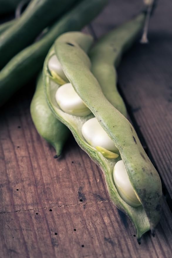 Food to Live Organic Cannellini Beans, 1 Pound ??Non-GMO, Dried White Kidney Beans, Sproutable, Vegan, Kosher, Bulk. Pre-Soak Needed. Rich in Fiber, Protein. Great for Minestrone Soup, Bean Salad.