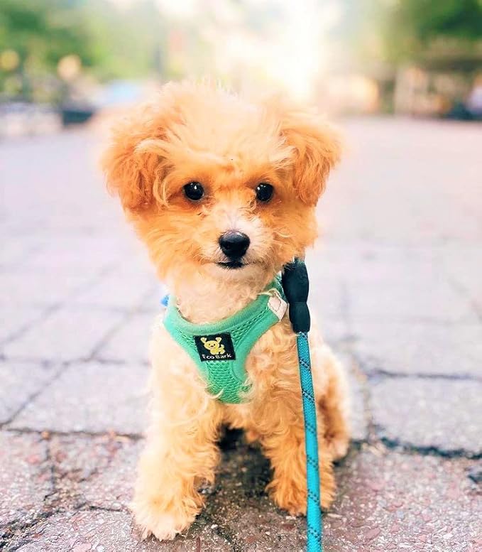 EcoBark XS Dog Harness for XXS, XS, Sm & Medium Size Dogs & Puppies - No Pull Soft Luxury Mesh - Step in Harness Small Sized Vest - Cute Adjustable Little Halter Body Wrap 5-6 lbs (X-Small, Mint)