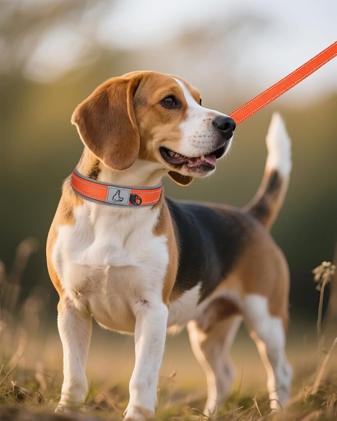 Joytale Dog Collar for Medium Dogs, Neoprene Padded and Adjustable, Reflective Wide Heavy Duty Pet Collars with Durable Metal Belt Buckle for Walking, Orange, M