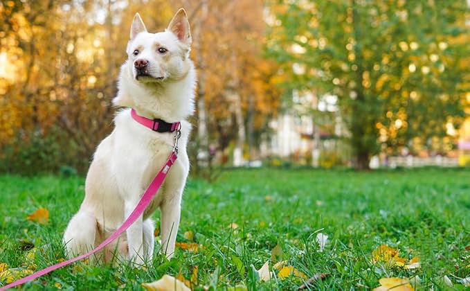 Basic Dog Leashes 6 FT Padded Handle Nylon Dogs Leashes for Large Dogs Hot Pink