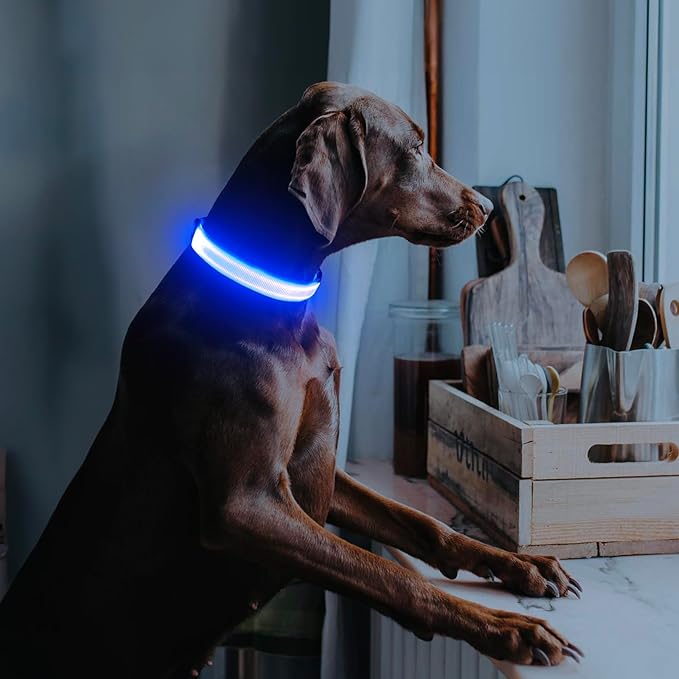 Illumifun LED Dog Collar, Adjustable Dog Light Up Collars, USB Rechargeable Safety Collar Light Glow in The Dark (Blue, Large)