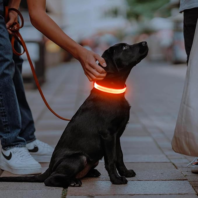 Illumifun Light Up Dog Collar, USB Rechargeable LED Dog Collar, Adjustable Lighted Safety Collar for Nighttime Walking Camping (Orange, Medium)