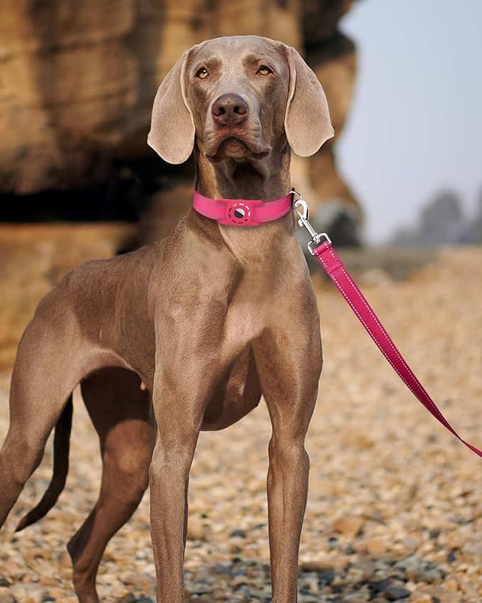 Reflective Dog Leash 4ft Soft Padded Handle Nylon Lead for Small & Medium Dogs, Durable Walking Training Leash for Night Safety (Hotpink,3/4Inch Wide)