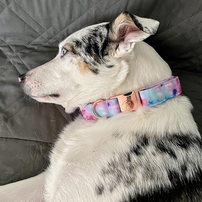 Elegant little tail Dog Collar, Colorful Pattern Pet Collar Durable Cute Dog Collars Fashion Male Female Pet Gift Adjustable Dog Collar for Small Dogs