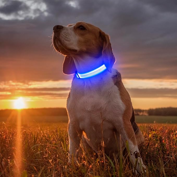 Illumifun Light Up Dog Collar, USB Rechargeable LED Dog Collar, Adjustable Reflective Lighted Pet Collar for Night Walking Camping (Blue?? Large)