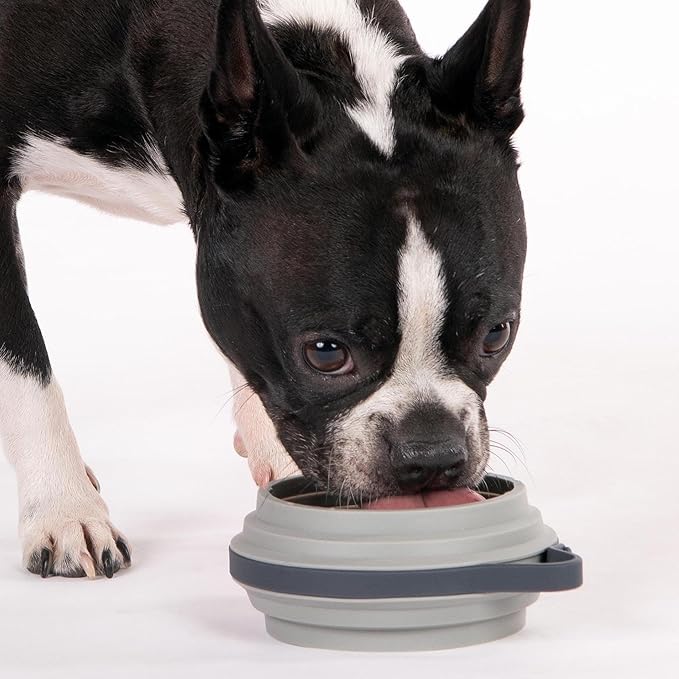 Nomad Small Collapsible Dog Bowl - 2 Cup Food-Safe Silicone Travel Bowl for Dogs, Portable & Sturdy, Food/Water, Dishwasher Safe - Grey