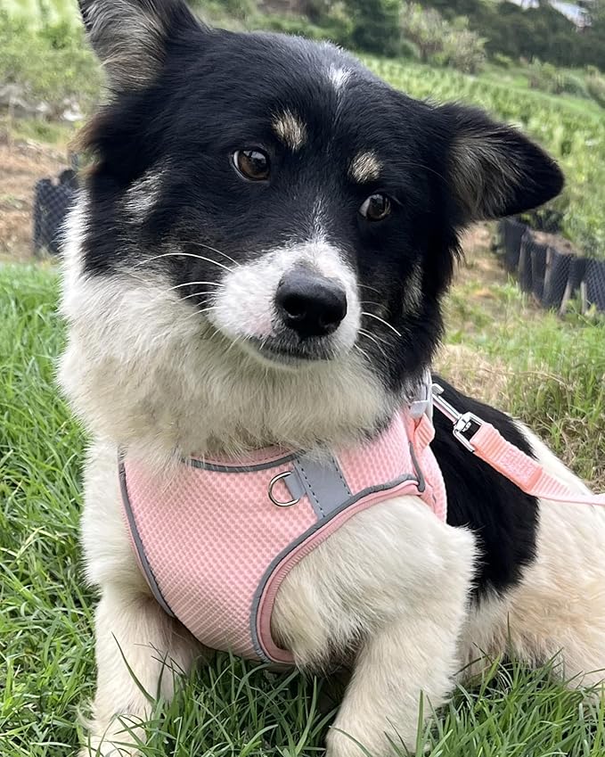 Dog Harness for Small Medium Sized Dog, Step in Puppy Harness and Leash Set Training Walking. (Peach, L)