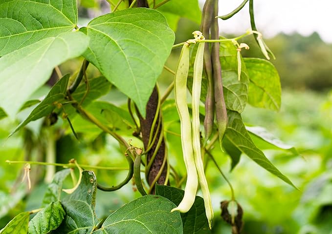 Food to Live Navy Beans, 3 Pounds Raw, Dried, Vegan, Kosher, Whole Small White Kidney Beans in Bulk, Good Source of Protein, Fiber, Folate, and Copper. Low Sodium. Great for Cooking and Soups
