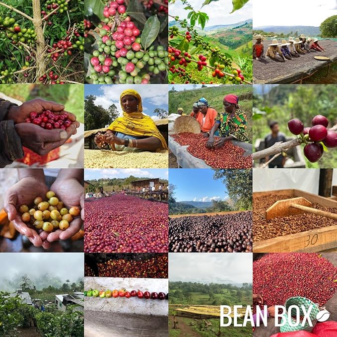 Bean Box Coffee Sampler - Explore Brazil, 2-Pack, Whole Bean, Gourmet Coffee