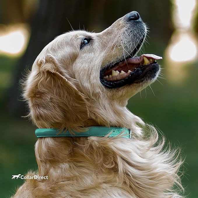 CollarDirect Rolled Leather Dog Collar, Soft Padded Round Puppy Collar, Handmade Genuine Leather Collar Dog Small Large Cat Collars 13 Colors (6-7 Inch, Mint Green Textured)