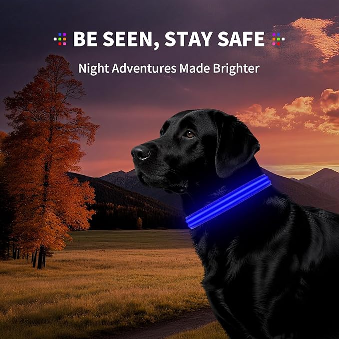 LED Dog Collar with Metal Buckle - USB Rechargeable Glow Collar for Dogs, Waterproof Light Up Dog Collar w/Reflective Strips - Adjustable Night Safety Collars by PetIsay(Blue,Medium)