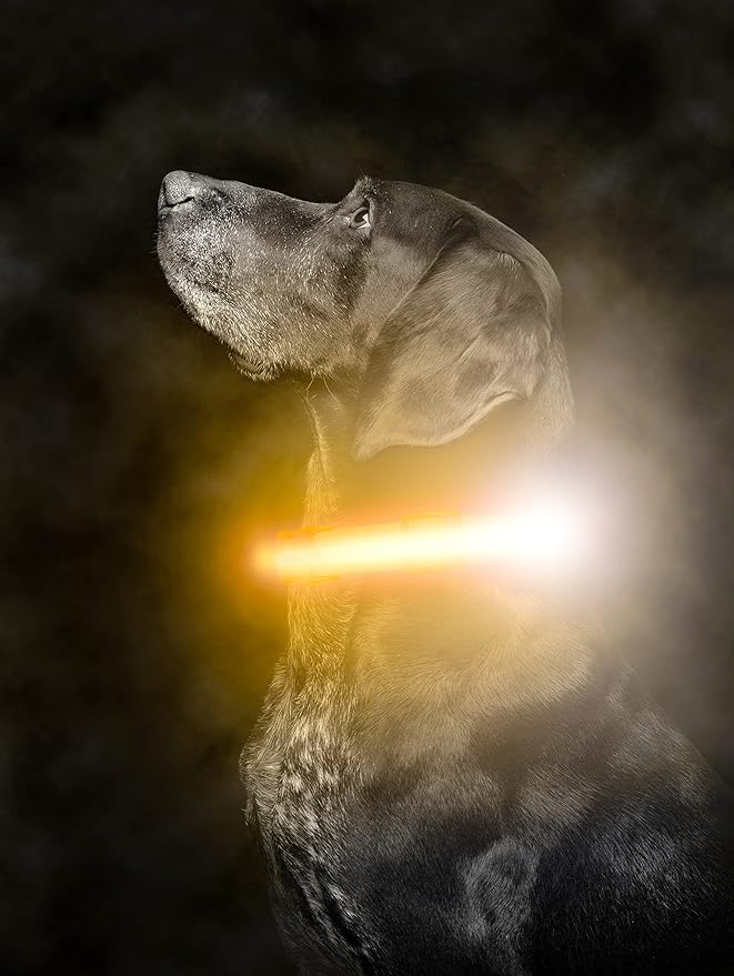 Mighty Paw LED Dog Collar - USB Rechargeable LED - High Visibility Glow Pet Strips - Weather Resistant - 3 Bright Light Modes for Nighttime Dog Safety - Collar USB (S, Orange)