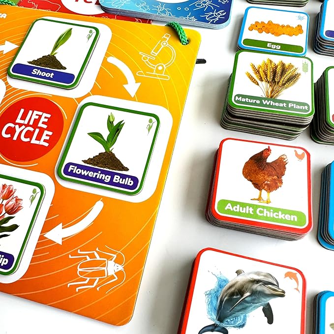 QUOKKA Life Cycle Kit Toy Montessori - 30 Flash Cards Toddler Science Activities for Kids Ages 2-4 - Prek Animal Learning Materials 3-5 - 120 Magnetic Toddler Classroom Must Haves for Preschool