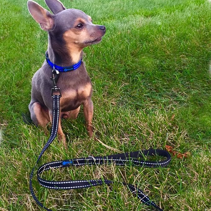 Max and Neo Small Dog Leash - Reflective Nylon, Donates to Dog Rescue (Purple, 4x5/8)