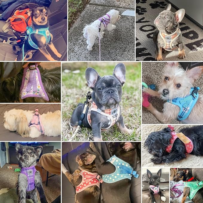 BEAUTYZOO Step in Dog Harness and Leash Set, Polka Dot Pattern Reflective Dog Harness No Pull No Choke Puppy Harness for XXS XS S Dogs Cats, Soft Padded Mesh Vest Harnesses for Girl and Boy Pets