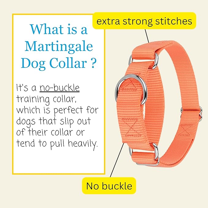 Country Brook Petz - Martingale Dog Collar - Heavy-Duty Training Collar with No Buckle - Service Dog Collar for All Pups - 10+ Warm Colors (Mango, 1 Inch, Medium)