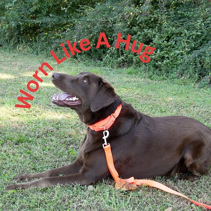 Country Brook Petz - Martingale Dog Collar - Heavy-Duty Training Collar with No Buckle - Service Dog Collar for All Pups - 10+ Warm Colors (Hot Orange, 1 Inch, Medium)