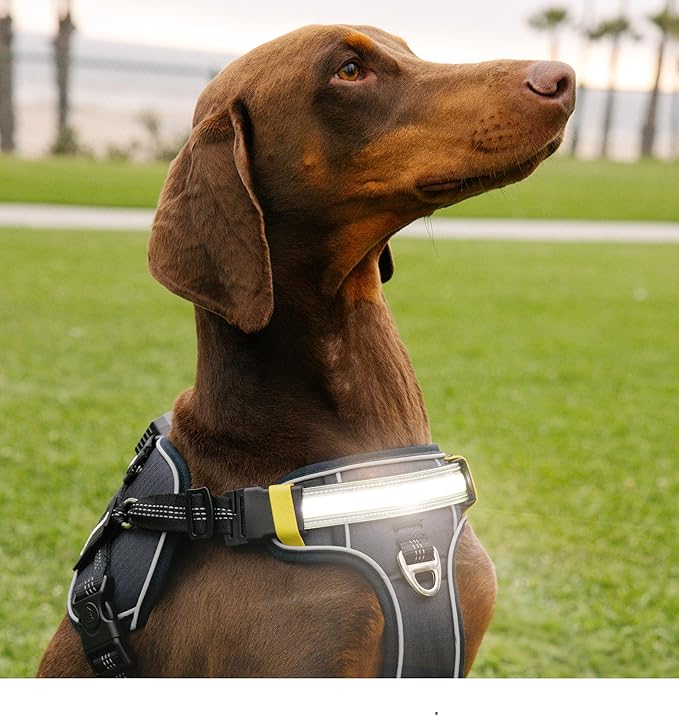 Lumi One LED Dog Harness for Night Visibility and Safety, Patent Pending ??High-Visibility Light-Up Dog Vest with 1000 Lumen LED, Rechargeable Battery, Adjustable Fit, Reflective Trim (Black, Large)