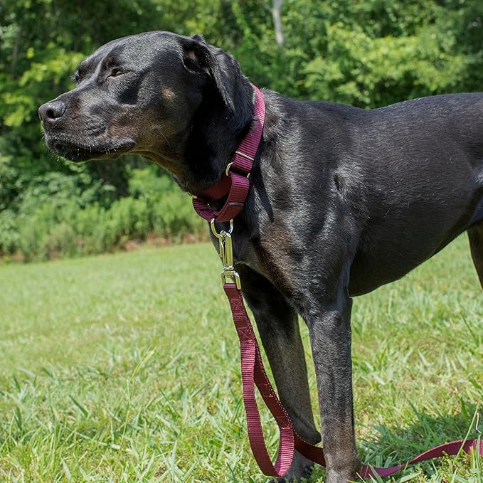 Country Brook Petz - Martingale Dog Collar - Heavy-Duty Training Collar with No Buckle - Service Dog Collar for All Pups - 10+ Warm Colors (Burgundy, 1 Inch, Large)