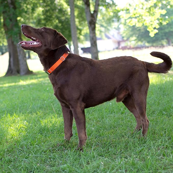 Country Brook Petz - Martingale Dog Collar - Heavy-Duty Training Collar with No Buckle - Service Dog Collar for All Pups - 10+ Warm Colors (Orange, 1 Inch, Extra Large)