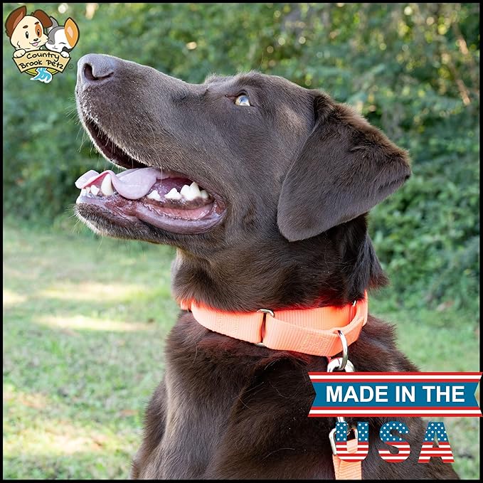 Country Brook Petz - Martingale Dog Collar - Heavy-Duty Training Collar with No Buckle - Service Dog Collar for All Pups - 10+ Warm Colors (Hot Orange, 1 Inch, Medium)